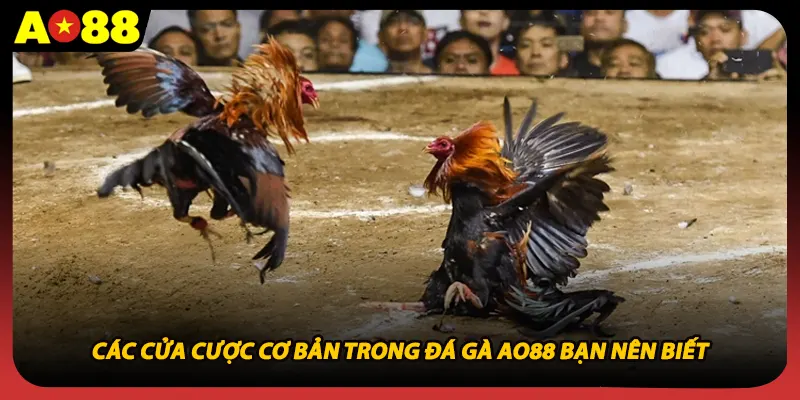 Các cửa cược cơ bản trong đá gà AO88 bạn nên biết